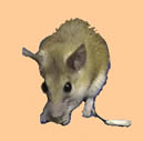 creten spiny mouse