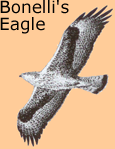 bonelli's eagle