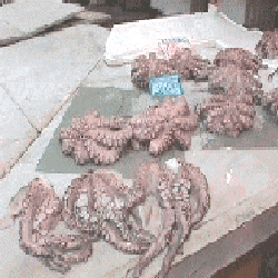 octopus