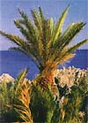 vai beach crete