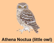 Athens gets its own owl!
