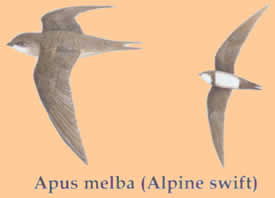 swifts