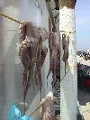 octopi drying