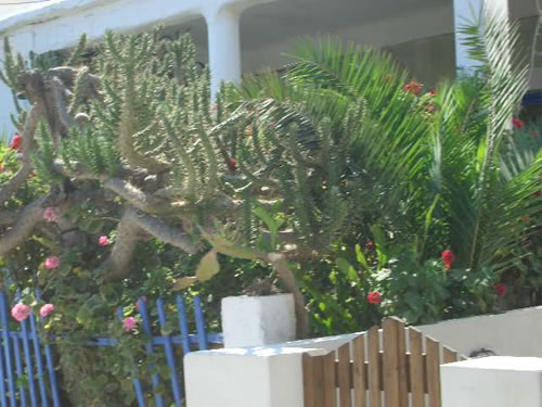 huge cactus 35 yrs old