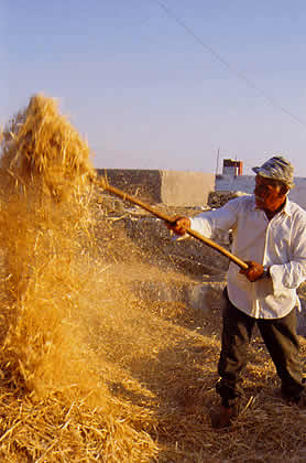 farmer loading hay