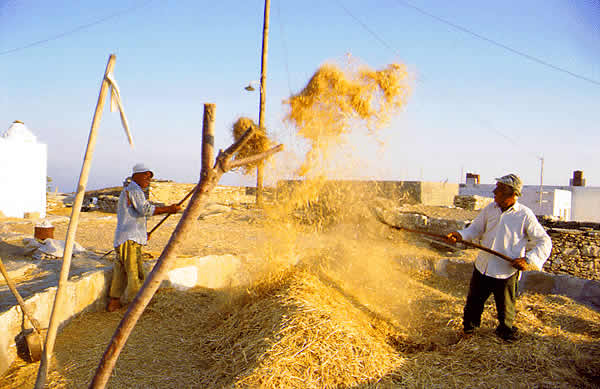 farmers shucking forage