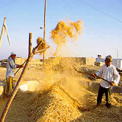 famers working field hay