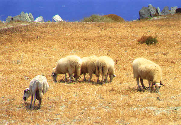 sheep in the fields