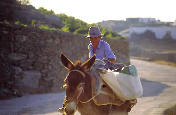 an islander on a donkey