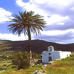 palm tree