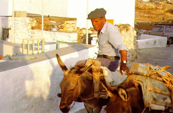 donkey with man