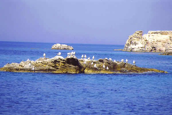 islet with gulls