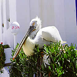 petros the pelican