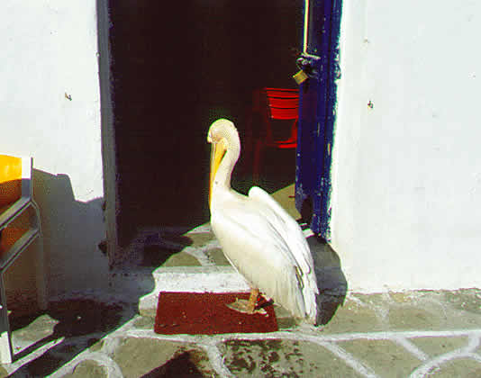 petros the pelican