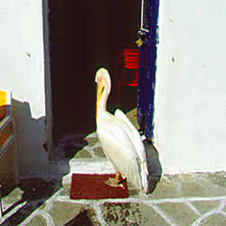 petros pelican