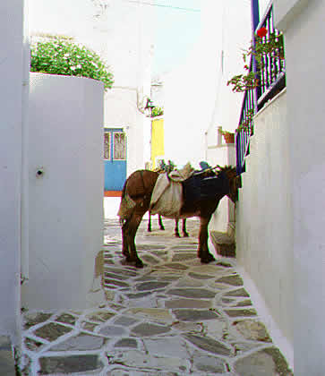 mule parked in alley