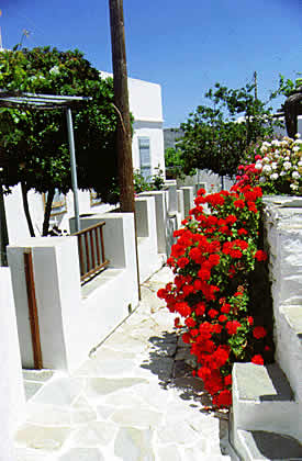 colorfull plants