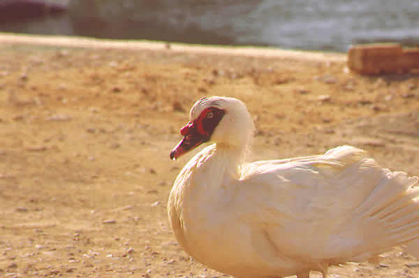 geese make great guard animals and taste good too
