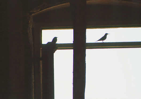interesting shadow with birds window