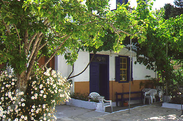 a peaceful shaded garden 