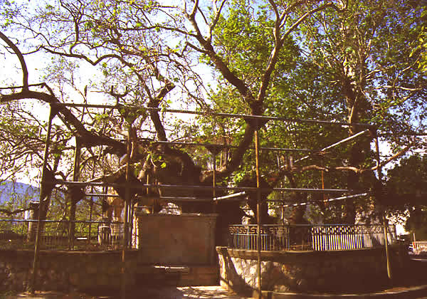 ancient tree