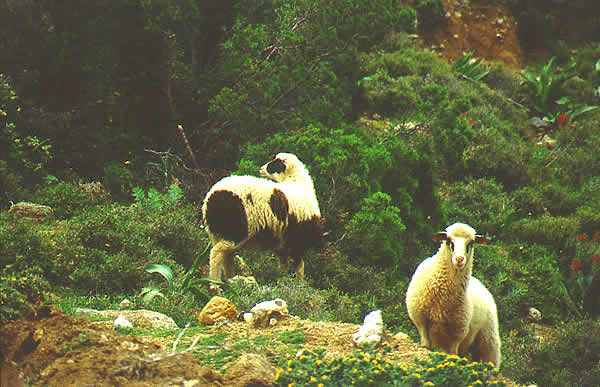 some sheep exercising