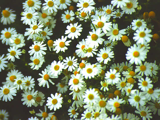 daisy flowers in bloom