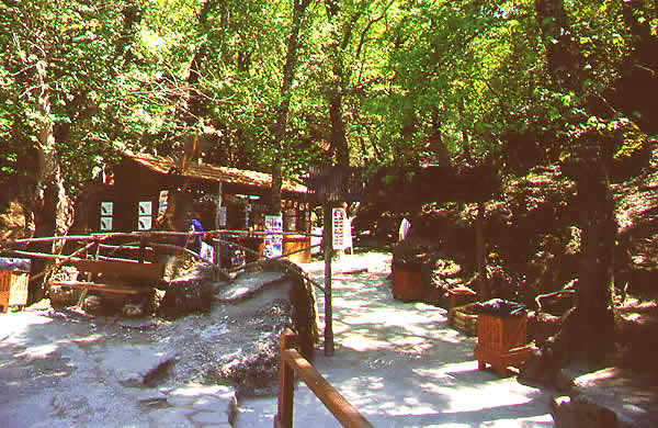 green forest tickets