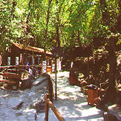 forest