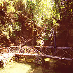 forest bridge