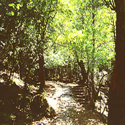 forest path