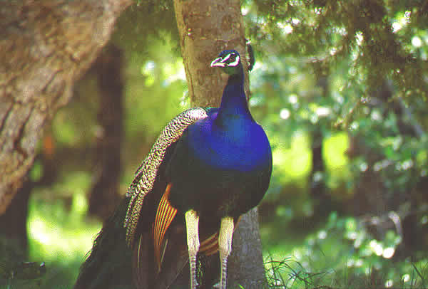 peacock bird