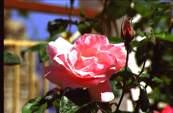 a rose in bloom