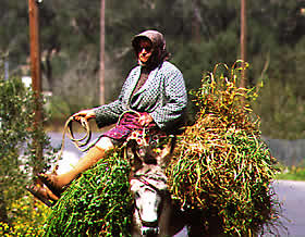 lady on donkey