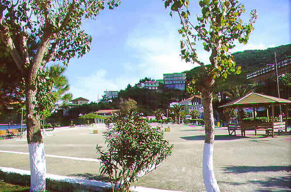 trees in park