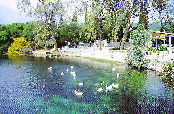 ducks in the water