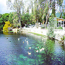 ducks