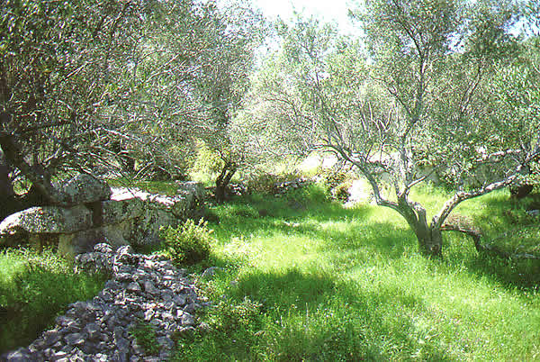lush glade with ruins