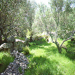 glade with ruins