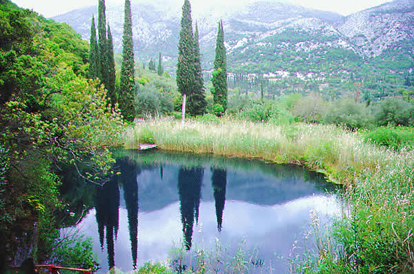 lagoon with cyprus tree