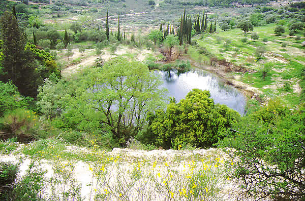 lagoon with cyprus tree