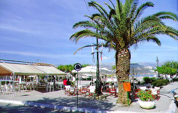 palm tree nearmarina