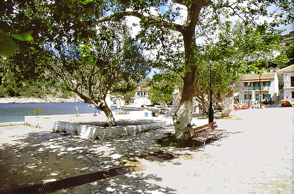 plane trees in a public square