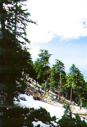 tree line slope