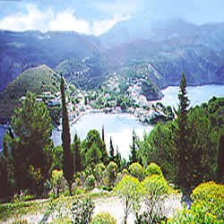 lush greenery 
