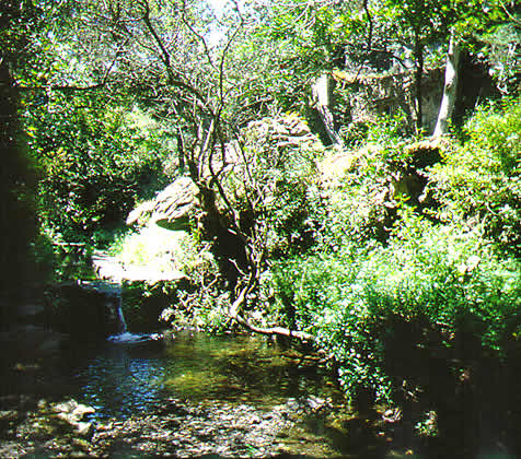 green scene on island