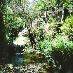 green scene