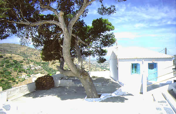 an interesting tree