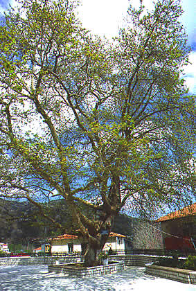 large plane tree for shade