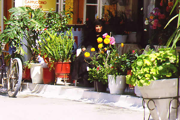 plants and flowers